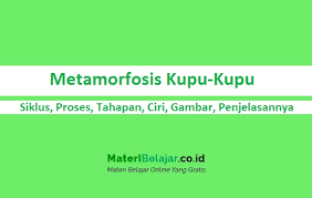 Cermati yuk penjelasan lengkapnya pada artikel berikut ini! Metamorfosis Kupu Kupu Siklus Proses Ciri Gambar Penjelasannya