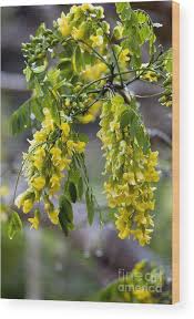 Image result for Calpurnia aurea