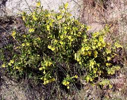 Image result for Mimulopsis