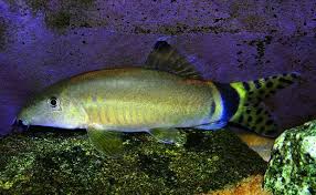 Image result for Kotschya ochreata