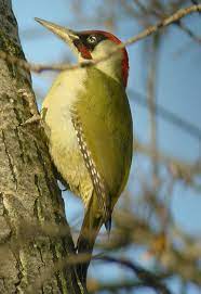 Il primo, assegnato per un fallo di mano di nociaro, viene abilmente trasformato da battista al minuto 20. Fauna Selvatica In Italia Picchio Verde Picus Viridis