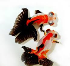 These paticular calico butterfly tails are popular with their beautiful colors and patterns. Butterfly Tail Goldfish Bangalore Aquarium