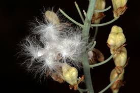 Image result for Eriospermum porphyrium