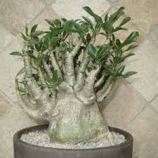 Image result for Euphorbia stenocaulis