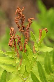 Image result for Osmunda regalis