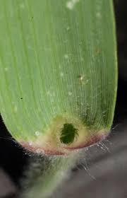 Image result for Schmidtia pappophoroides