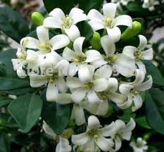 Kamuning Murraya Panicula Their Sweet Scent At Night Is Such An Olfactory Delight Enjoying It Right Now Flower Seeds Wholesale Flowers Fragrant Flowers