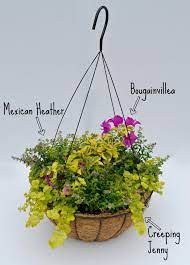 Sunny Hanging Basket Container Combo Witht Bougainvillea Mexican Heather Creeping Jenny Plants For Hanging Baskets Container Gardening Hanging Plants