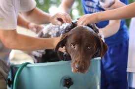 The problem with baby shampoos Can I Use Baby Shampoo On My Puppy Thermocouplewire Co In
