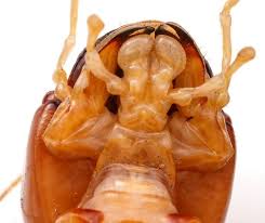 Image result for Stenostelma