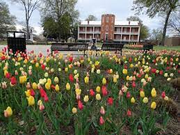 Maybe you would like to learn more about one of these? Tulips In Macarthur Park In Downtown Little Rock In Spring 2014 I Partnered With The City And Van Zyverden For Tulipfe Planting Flowers Arkansas Flower Garden