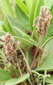 Image result for Eriosema cordatum