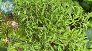 Đinh lăng-Polyscias fruticosa , Araliaceae
