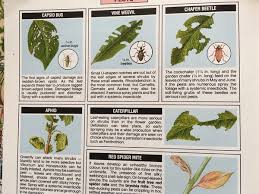 Young shoots are particularly susceptible. What S Eating My Verbena Mumsnet