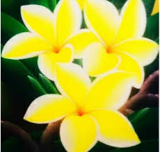 General cargo bunga kemuning is currently located at unknown area at position 0° 0' 0 n, 0° 0' what kind of ship is this? Bunga Kemuning Steemit