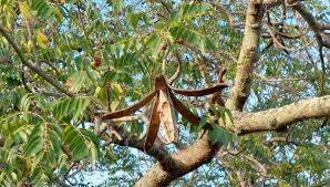 Image result for Entandrophragma caudatum