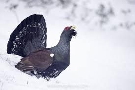 Image result for Caperonia serrata