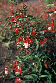 Fuchsia Plantguide Forest Garden Centre Matlock