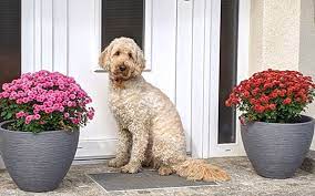 Do you have my ball?! Tollerdoodle Doodle Hund Doodle Hunderassen