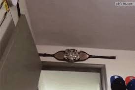 Petauro do açucar na categoria serviços manuais. Petauro Do Acucar Conheca O Sugar Glider E Saiba Como Cuidar Desse Pet Bicho Ideal