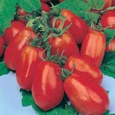 We did not find results for: Tomato Roma Egmont Seed Company Ltd Online Seed Sales
