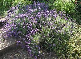 Culinary Lavender Culinary Lavender Lavender Plant Lavender Recipes