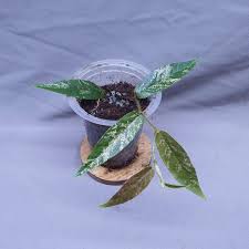 Image result for Fuirena sagittata