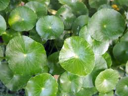 Image result for Centella