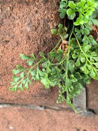 Image result for Asplenium uschiae