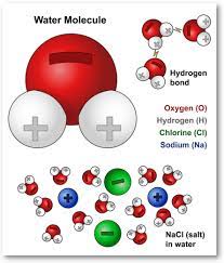 The partial negative charge on the o of one molecule can form a hydrogen bond with the partial positive charge on the hydrogens of other molecules. Water Molecules And Their Interaction With Salt Molecules