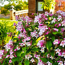 Image result for Kolkwitzia amabilis