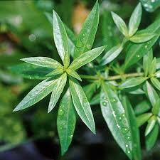 Image result for Ammannia baccifera