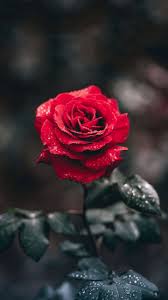 Red Rose Rose Flower Wallpaper Beautiful Rose Flowers Flower Background Iphone
