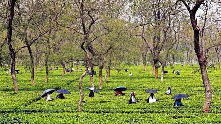 PM Cha Shramik Protsahan Yojana