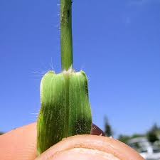 Image result for Urochloa panicoides