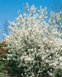 Image result for indiánská borůvka obrázek