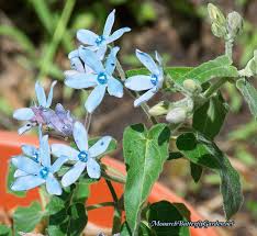 7 Plantastic Companion Plants For Milkweed In The Garden Milkweed Plant Milkweed Flower Butterfly Plants