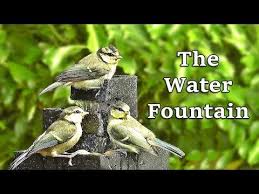 Birds For Cats To Watch Youtube Relaxing Tv For Cats To Watch Cat Tv Birds On A Hot Summer Evening Cat Entertainment Nature Story Catching Fish