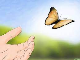 Como Cuidar De Una Mariposa Con Un Ala Rota 11 Pasos