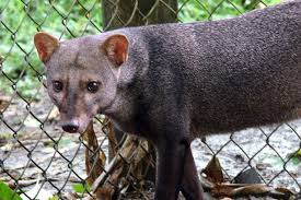 Dani guardini é uma brasileira de campinas que documenta nas redes sociais sua maravilhosa vida morando em miami. Animalia O Que E O Gaxite Animal Do Nordeste Brasileiro