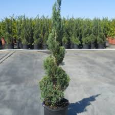 Image result for spiral cut juniper trees
