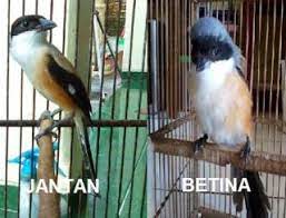 Cara Membedakan Pentet Jantan Dan Betina Hayvan
