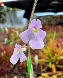 Image result for Genlisea