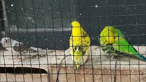 Maybe you would like to learn more about one of these? Anakan Love Bird X Parkit Koloni Burung Lb Kuning Youtube