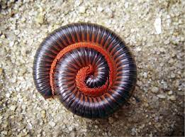 Millipede
