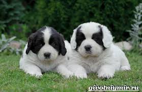 Собака Ландсир: описание породы и особенности характера