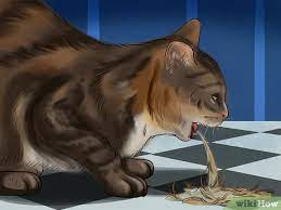 3 Ways To Know If Your Cat Is Shedding More Than Normal Wikihow