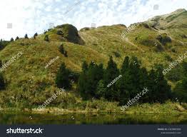 Image result for Isoetaceae