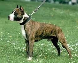 So what is the distinction that sets the brindle pitbull dog apart? Bridget Photo By Princezzdna Photobucket American Staffordshire Bull Terrier Staffordshire Terrier Brindle American Pitbull Terrier