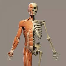 أقوى شرح Anatomy (تشريح)💫❤️